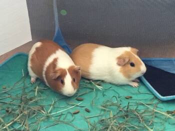 Rescue Guinea Pig Guinea Pigs for Adoption in San Diego, California - Royce ( Bonded To Rolly) | PetCurious